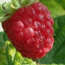 Rubus canby red raspberry<br /> 